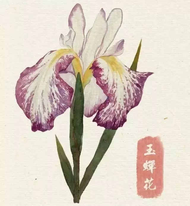 40款绝美水彩花卉手绘插画赏析