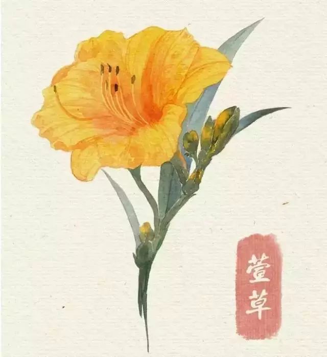 40款绝美水彩花卉手绘插画赏析