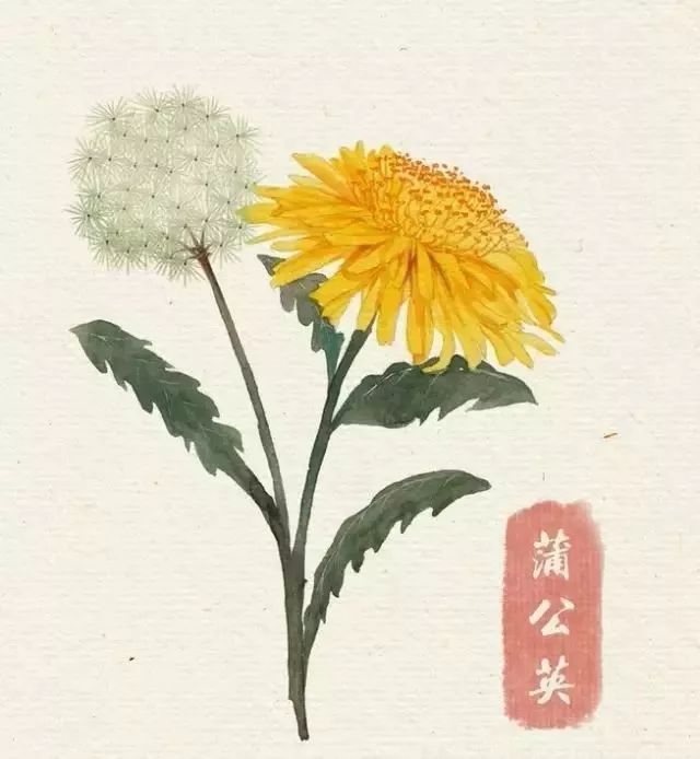 40款绝美水彩花卉手绘插画赏析