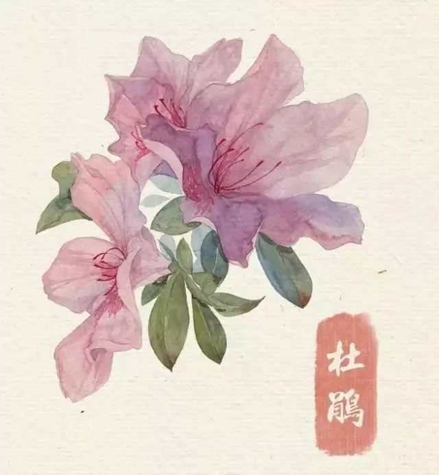 40款绝美水彩花卉手绘插画赏析