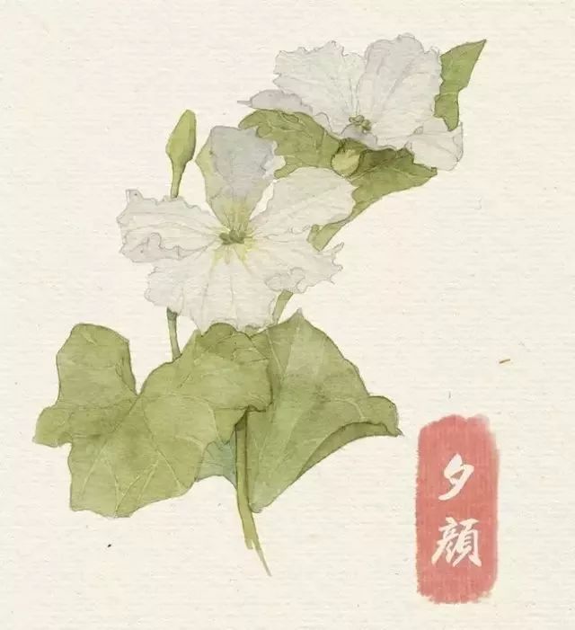 40款绝美水彩花卉手绘插画赏析