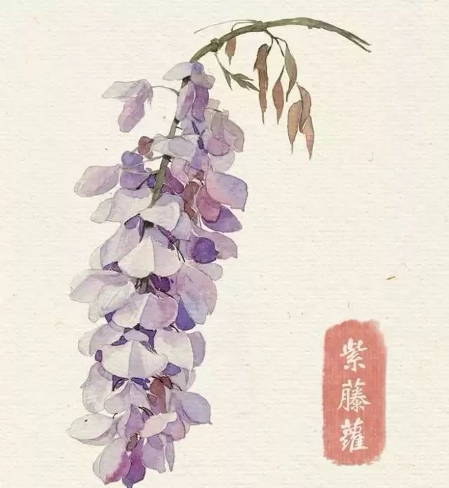 40款绝美水彩花卉手绘插画赏析