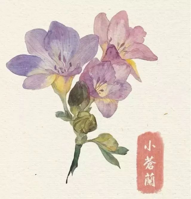 40款绝美水彩花卉手绘插画赏析