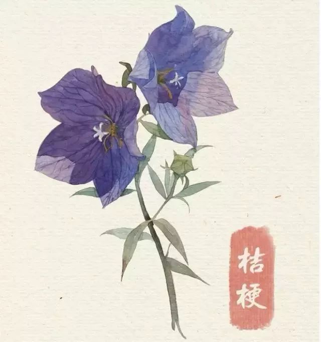 40款绝美水彩花卉手绘插画赏析