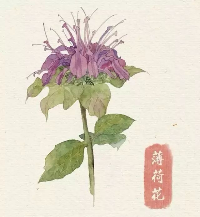 40款绝美水彩花卉手绘插画赏析