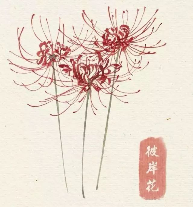 40款绝美水彩花卉手绘插画赏析