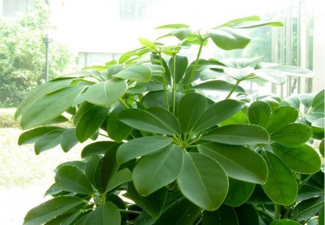 风水上招财的植物有哪些，八种植物招财又旺宅